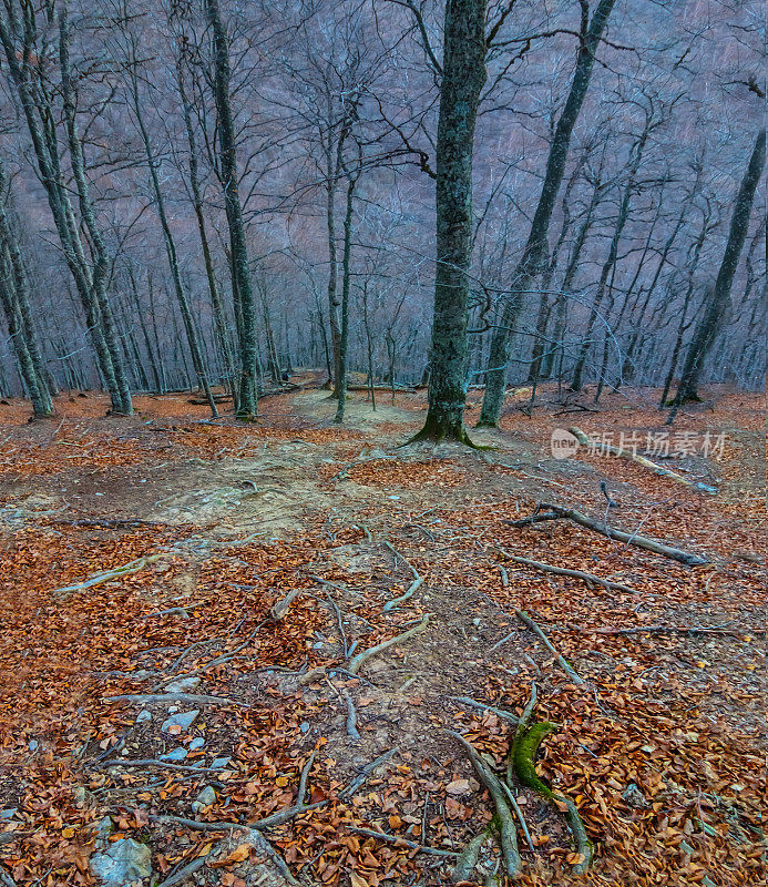 秋天的森林里一片幽蓝的薄雾，神秘的秋天景象