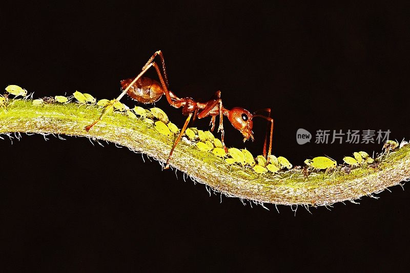 S形树枝上的蚂蚁和蚜虫。
