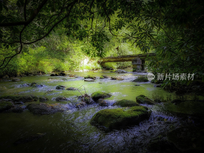 山溪在夏季-软焦点