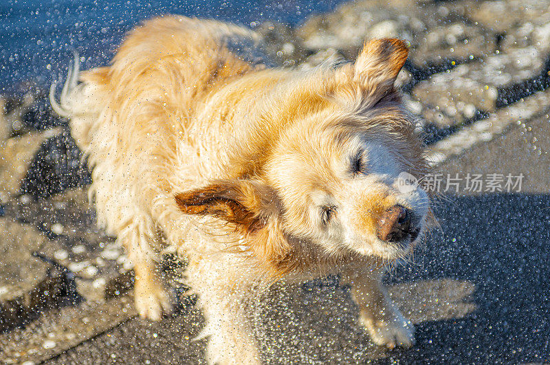 湖边的金毛猎犬