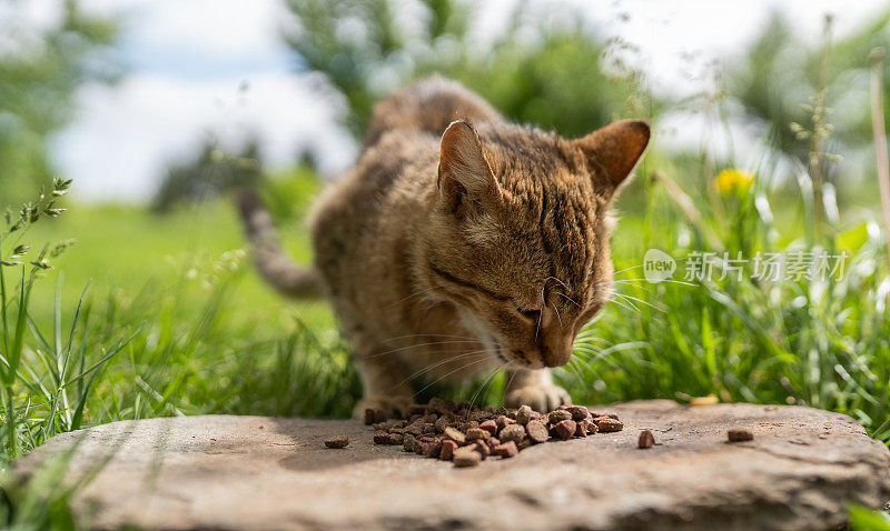 可爱的小猫吃东西