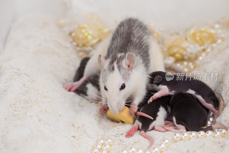 妈妈是一只带着幼崽的老鼠。老鼠吃了一块奶酪。