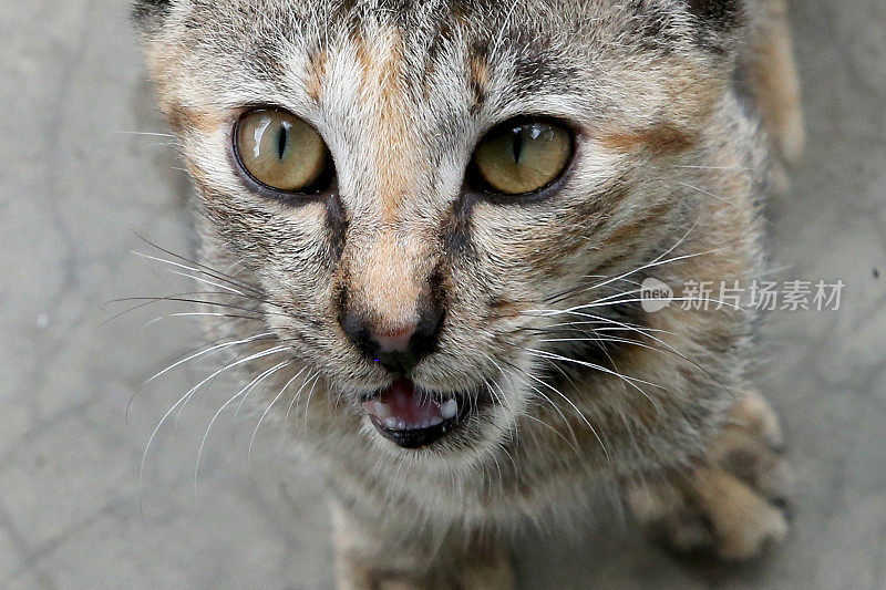 吃饭的时间到了!Meowwww……