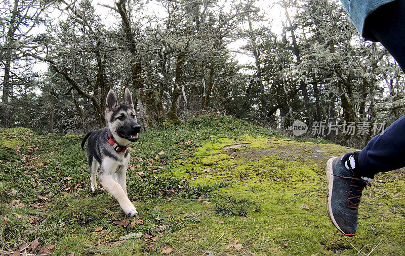 三个月大的哈士奇牧羊犬幼犬