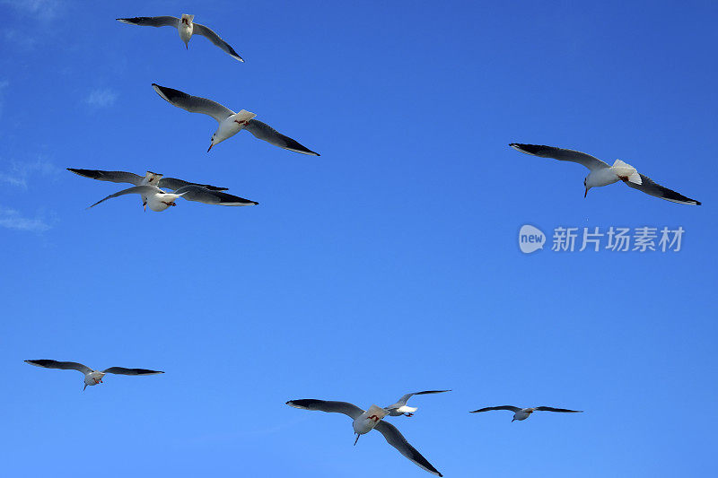 一群海鸥飞过晴朗的蓝天