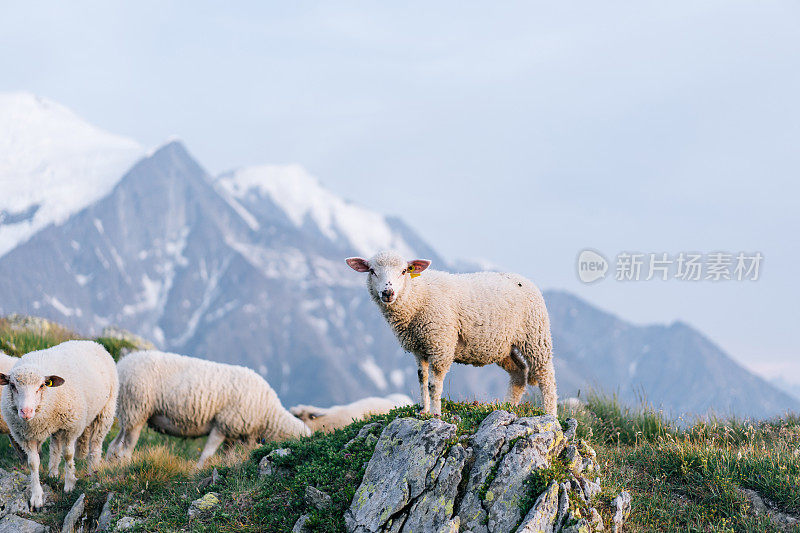日出时羊群沿着山脊散步