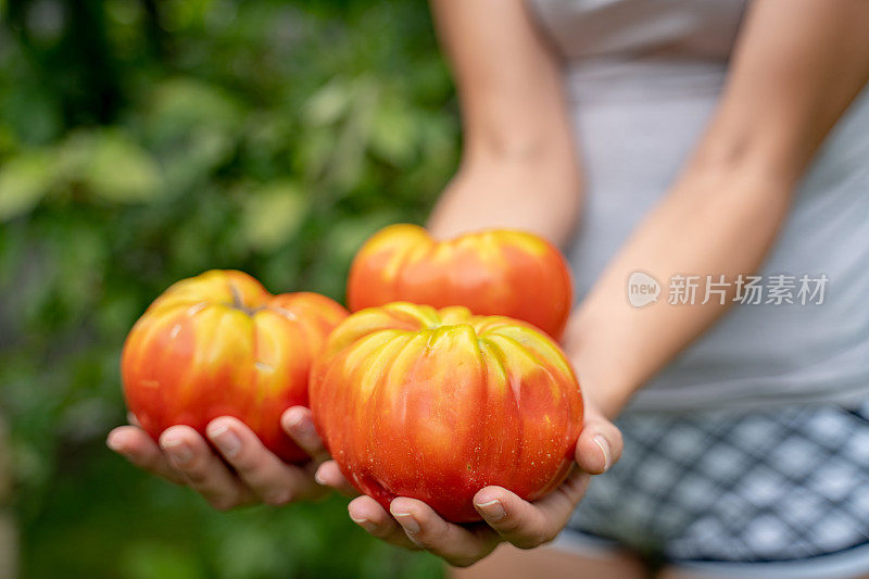 土生土长的牛排西红柿在女人的手中