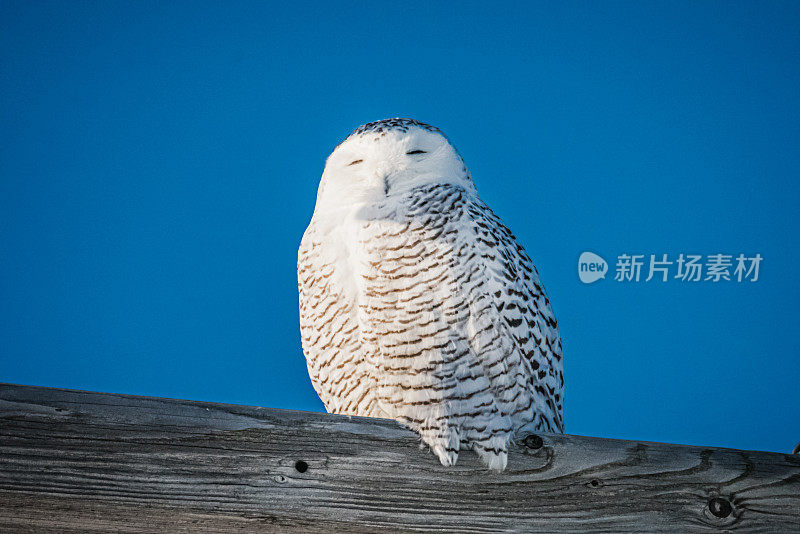 雪枭,电。