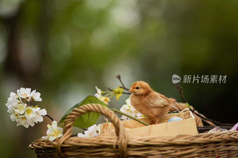 可爱的小鸡在寻找复活节彩蛋