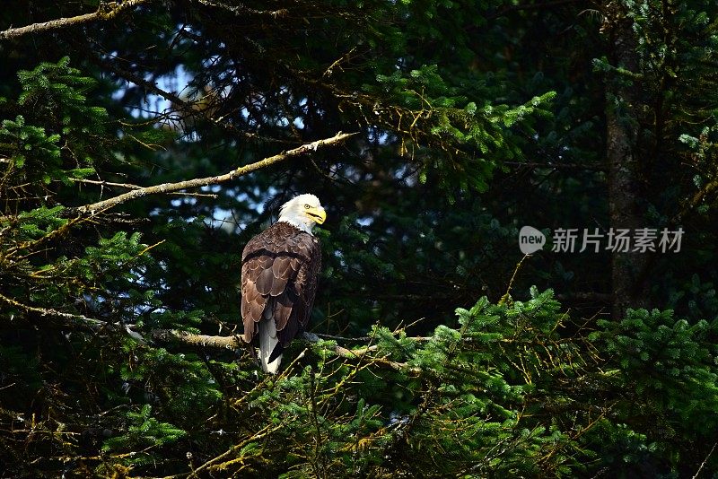 美国秃鹰