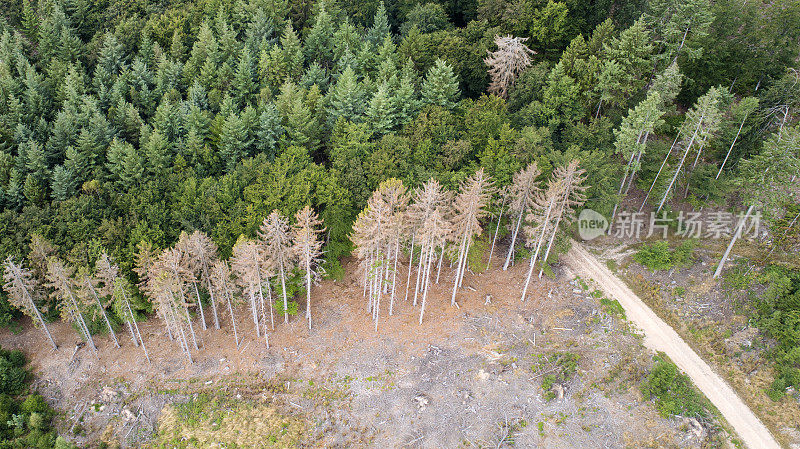 死树鸟瞰图-森林枯梢病-森林，德国