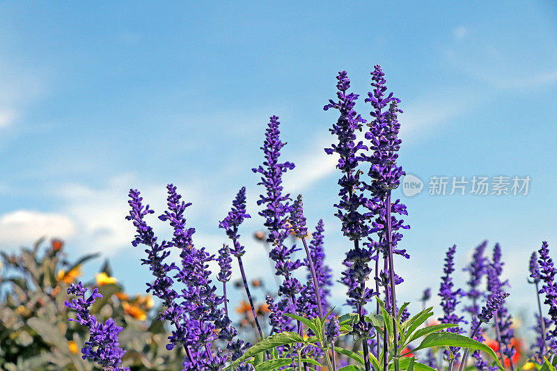 粉状鼠尾草花在花园里