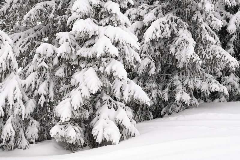 在一个阴天降雪的挪威Hafjell滑雪场的滑雪坡上，雪覆盖着云杉树