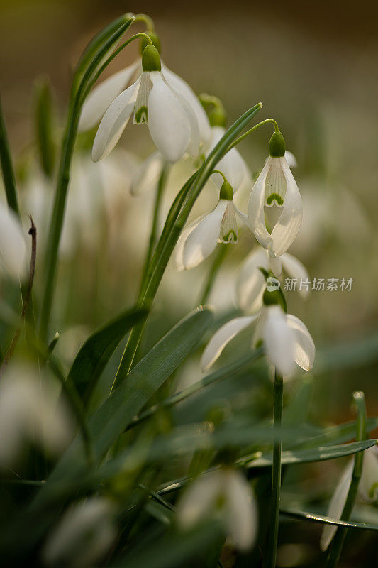 宏观浅层聚焦许多雪花莲户外