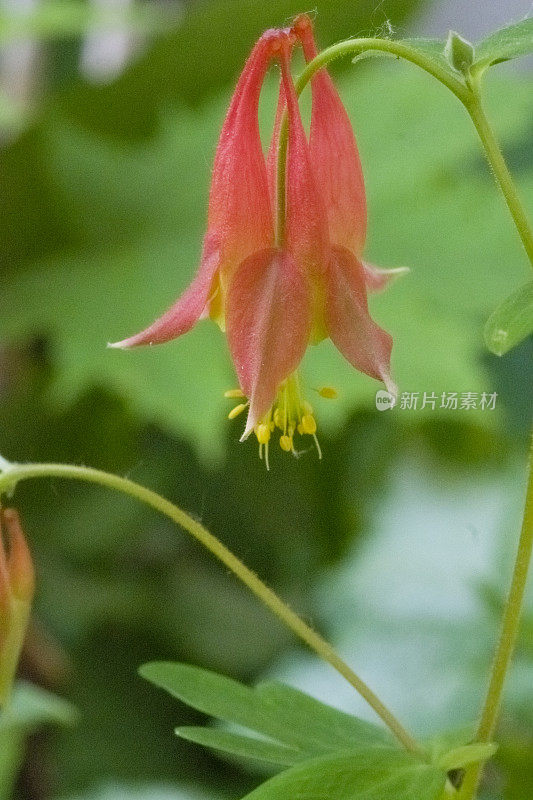 耧斗菜花的宏