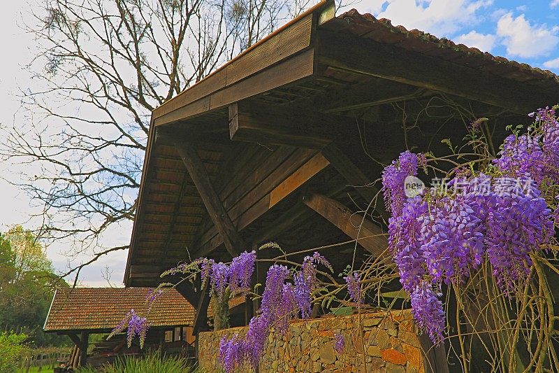 花坛梯田:位于意大利科摩湖的地中海紫藤下