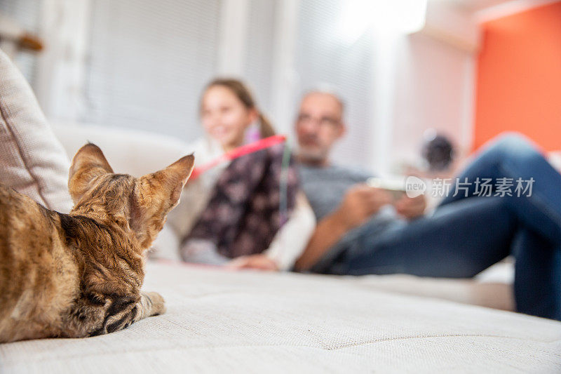 好玩的猫从枕头后面盯着猫玩具在主人的手库存照片