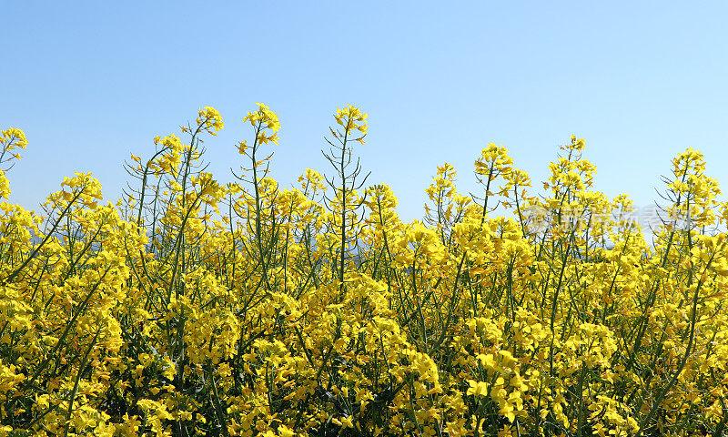 油菜田