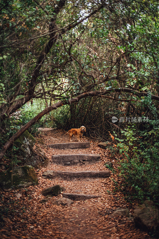 狗在秋天的小路上散步