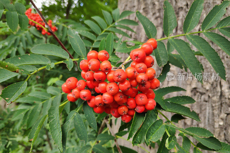 Rowanberry(山梨aucuparia)