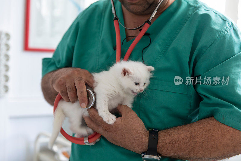 兽医照顾可爱的小猫