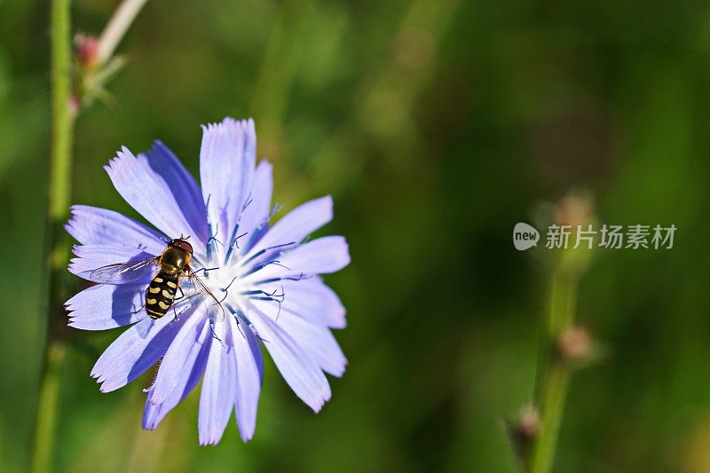 一个飞行的黄蜂和一个菊苣草甸花在一个野花草地的特写。巴伐利亚,德国。