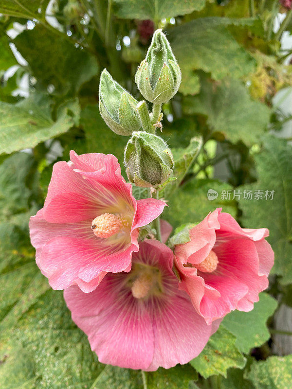 英国恩斯福德的Hollyhocks