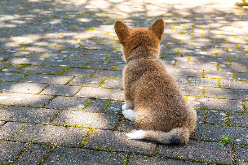 一只坐着的威尔士柯基犬的后视图