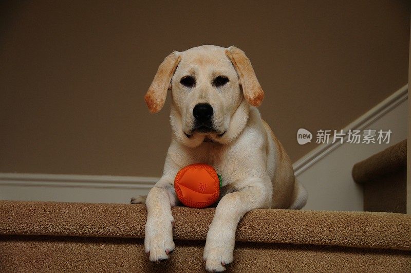 拉布拉多寻回犬小狗