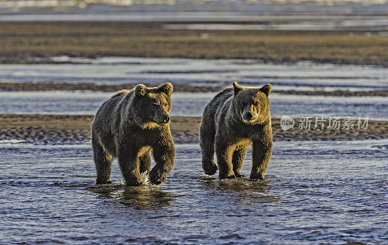 阿拉斯加克拉克湖国家公园，银鲑鱼溪，棕熊幼崽。两只幼崽在水里走。