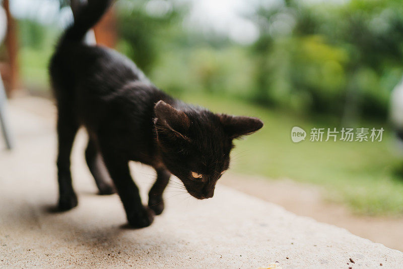 小黑猫在院子里