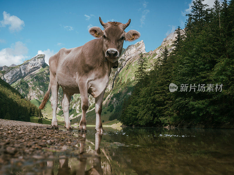 阿彭策勒牛的肖像和湖上的倒影