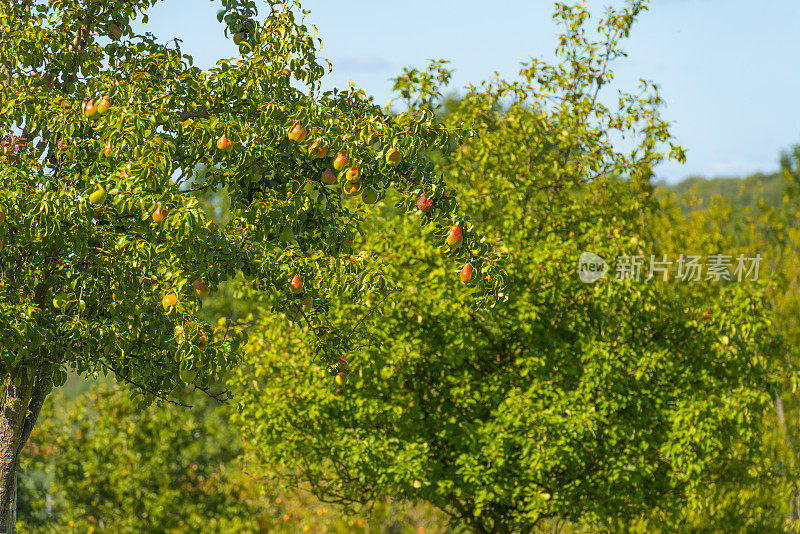 秋天，在明亮的阳光下，果园里的苹果树上生长着苹果