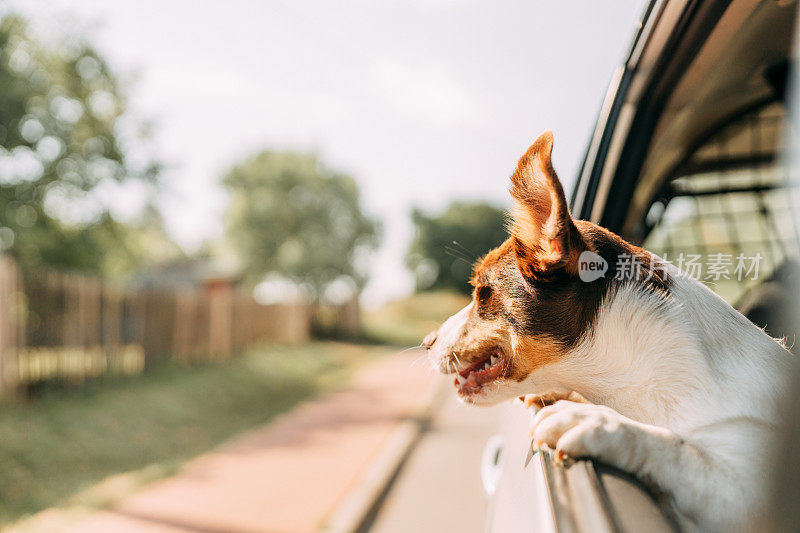 狗在旅行。探出车窗