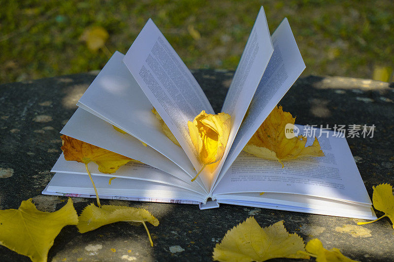 打开书的特写与秋天黄叶的石头背景横跨秋天的景观。阅读的爱好。本空间