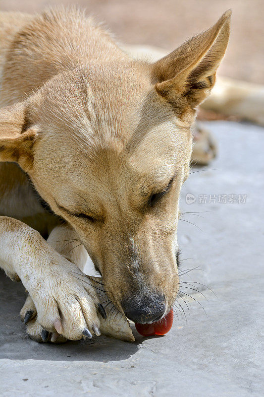 野狗(犬狼疮野狗)