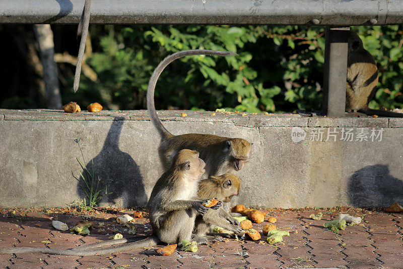 猴子缓解饥饿