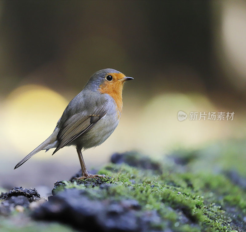 罗宾(红心rubecula)