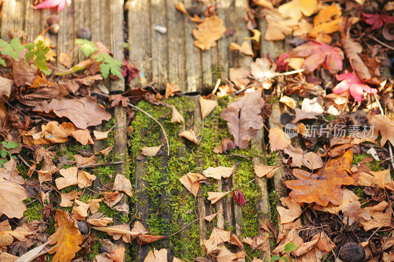 近景图片风化，槽，木制甲板上生长着苔藓和地衣，秋天的彩色树叶和橡子，重点在前景