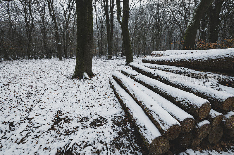 冬季采伐积雪覆盖的松树和山毛榉原木
