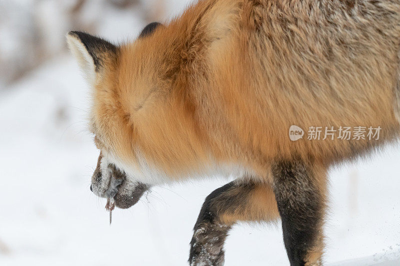 狐狸嘴里的田鼠——非常近的红狐和嘴里的田鼠走向相机，在雪下狩猎老鼠和田鼠