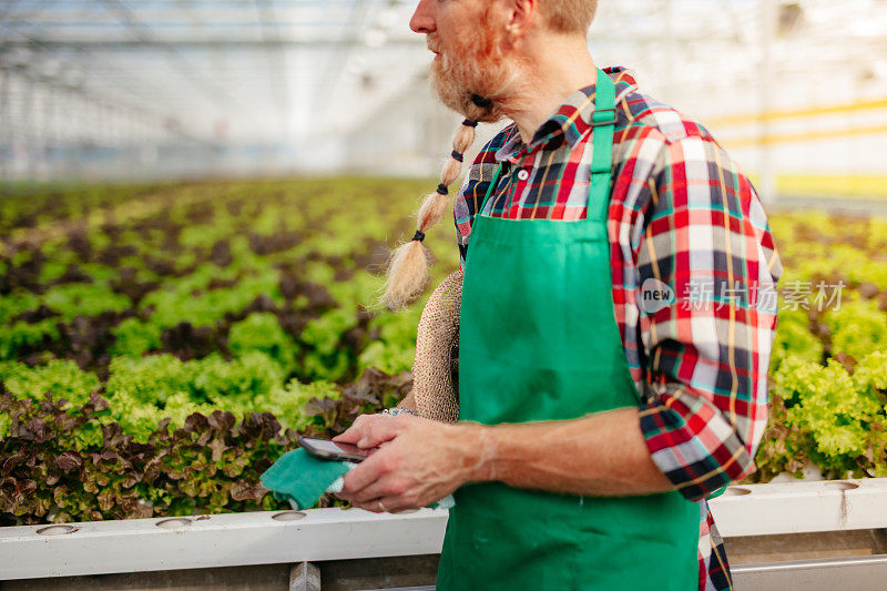 一名男性农民在生菜温室里使用智能手机。