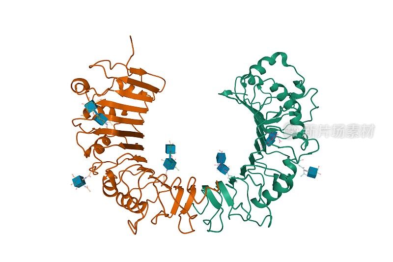 CD14同型二聚体的晶体结构，三维卡通模型孤立，白色背景
