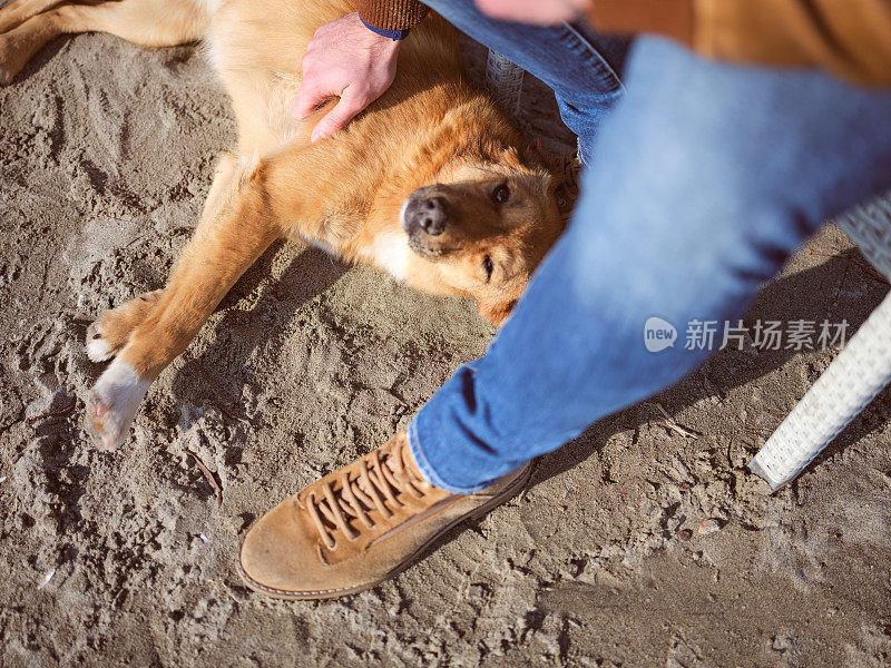 可爱的流浪狗在沙滩上等待被爱