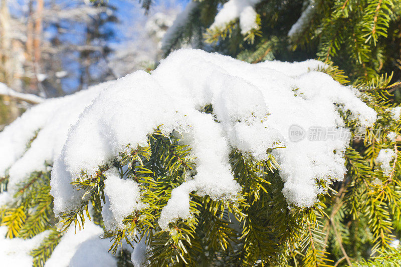 阳光下，雪覆盖了冷杉树枝