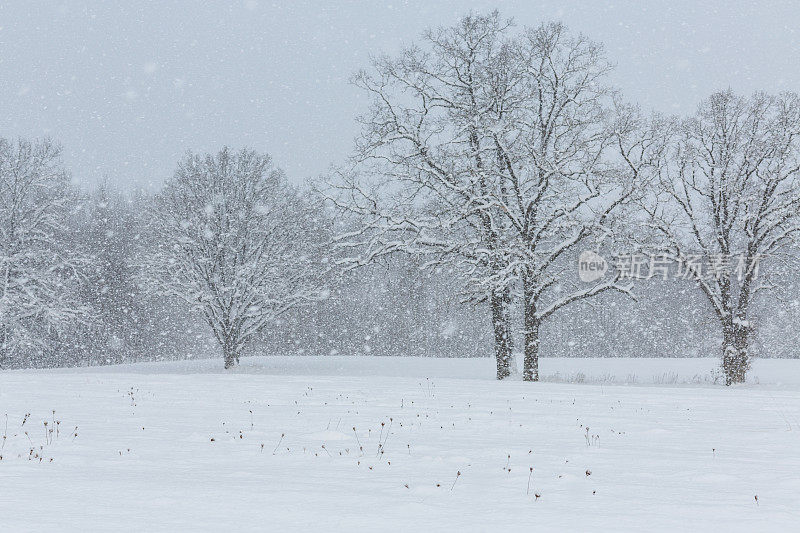 树木在暴风雪