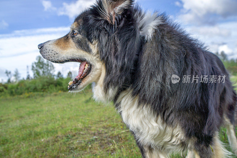 友好的边境牧羊犬