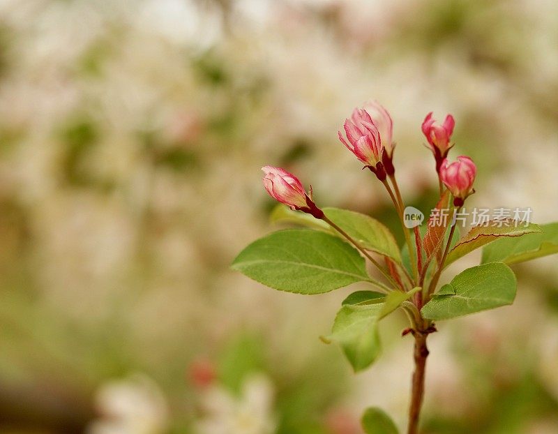 金蜂海棠芽