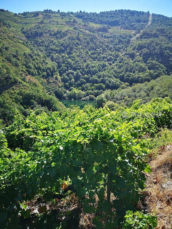 西班牙加利西亚的里贝拉萨克拉的梯田葡萄园