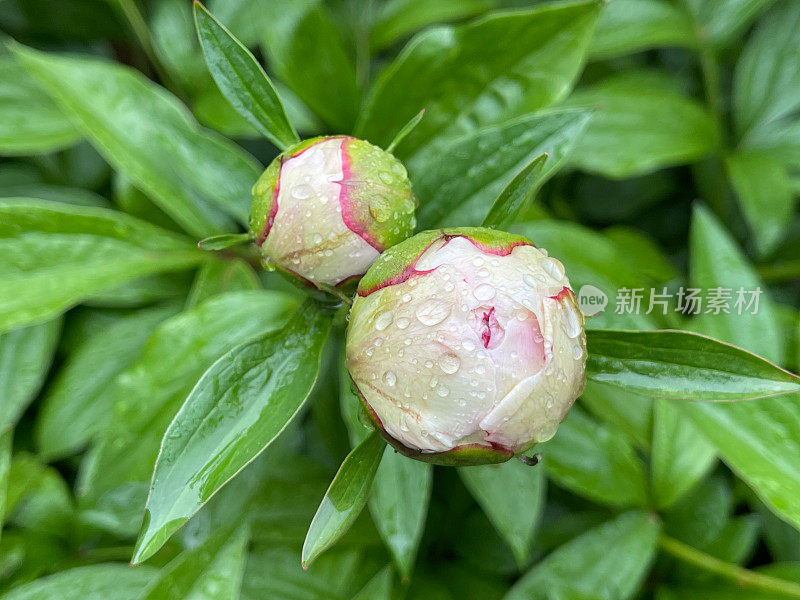 院子里的牡丹开着雨点